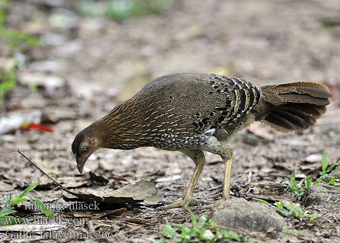 Gallus lafayettii fe2667