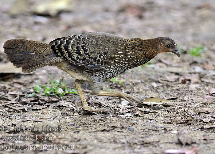 Gallus lafayettii fe2670