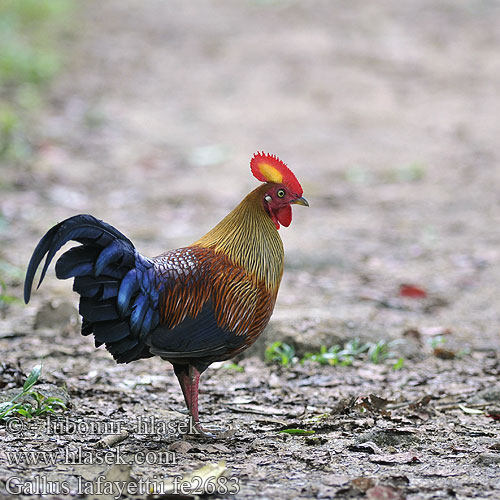 Gallus lafayettii fe2683