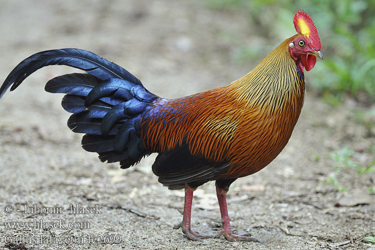 Ceylon Junglefowl Kur srílanský cejlonský