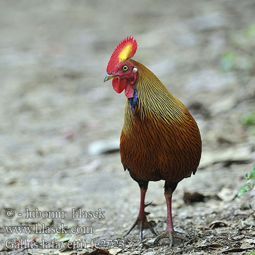 Kur srílanský cejlonský Ceylonhuhn Gallo Ceilán