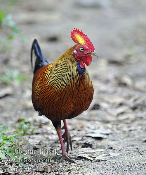 Gallo Ceilán Coq Lafayette Gallo selvatico Ceylon