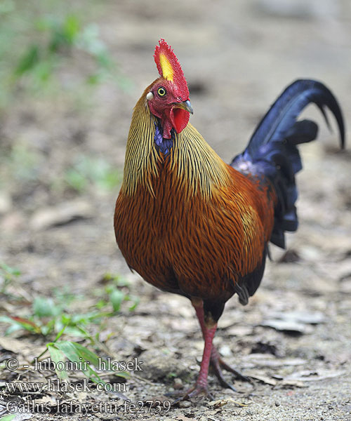 Coq Lafayette Gallo selvatico Ceylon