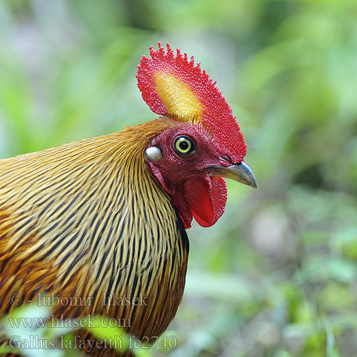 Gallo selvatico Ceylon セイロンヤケイ