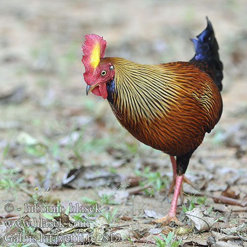 Gallus lafayettii fe2819