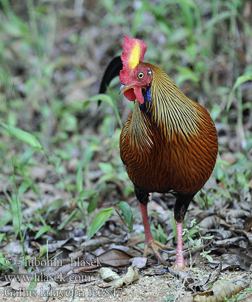 Gallus lafayettii fe2847