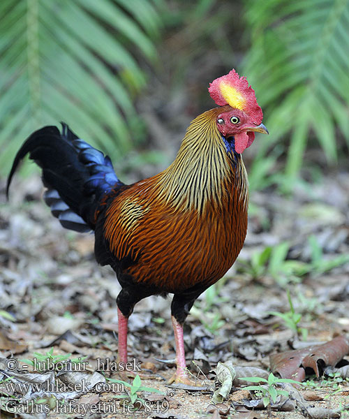 Gallus lafayettei lafayettii Ceylon Junglefowl