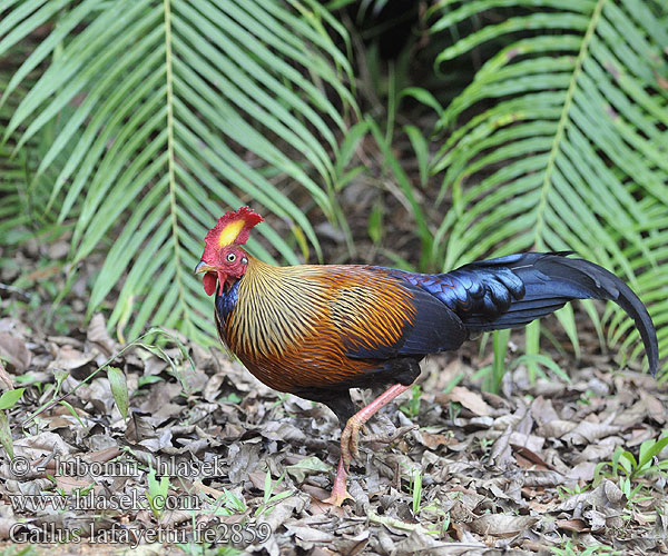 Ceylonhuhn Gallo Ceilán Coq Lafayette