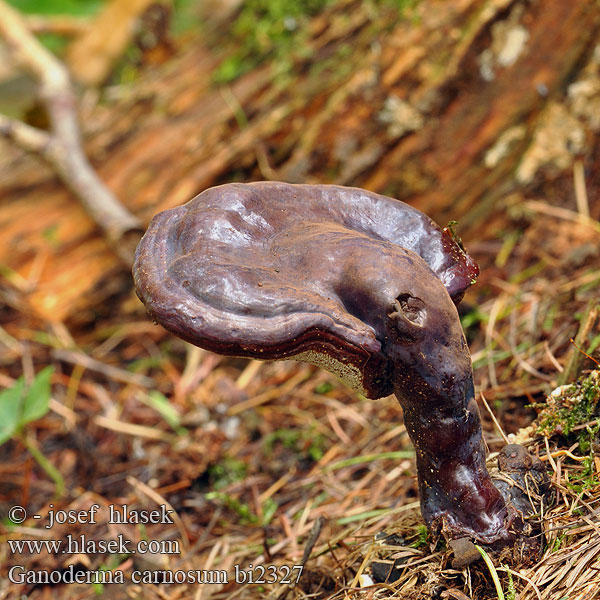 Ganoderma carnosum atkinsonii Donkere lakzwam Lesklokorka jehličnanová Sötét lakkostapló Dunkle Lackporling Lakownica brązowoczarna Трутовик лакированный Lesklokôrovka ihličnanová Jelkina pološčenka