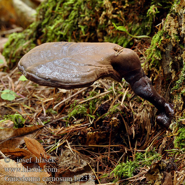 Ganoderma carnosum bi2332