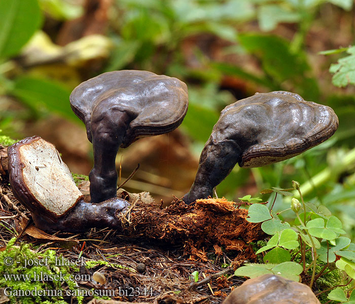 Ganoderma carnosum bi2344