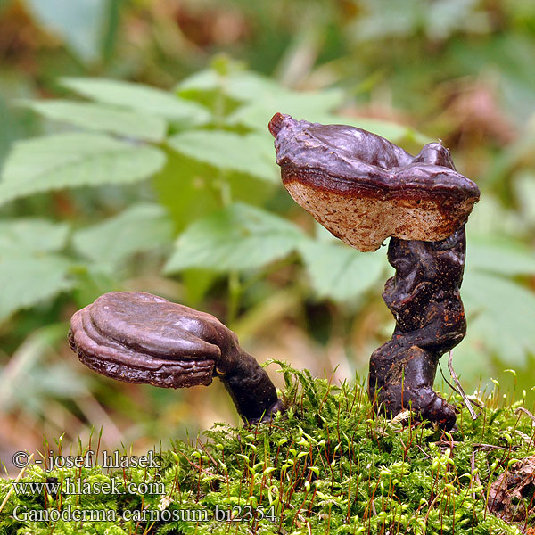 Ganoderma carnosum bi2354