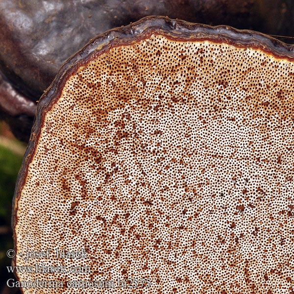 Ganoderma carnosum bi2375