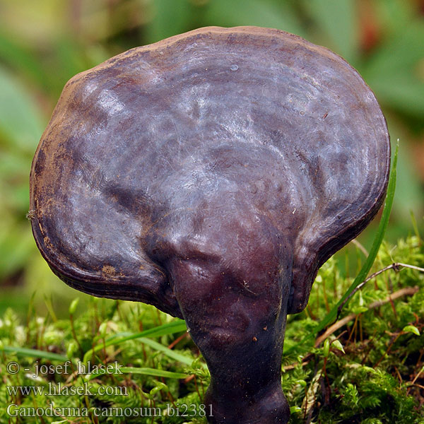 Ganoderma carnosum bi2381