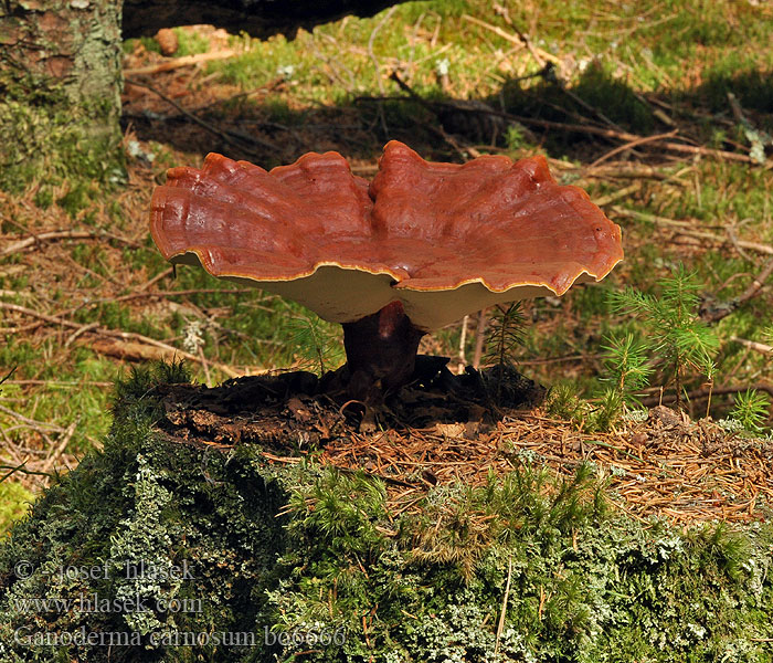 Ganoderma_carnosum_bo6666