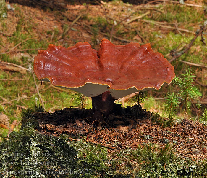 Ganoderma_carnosum_bo6672