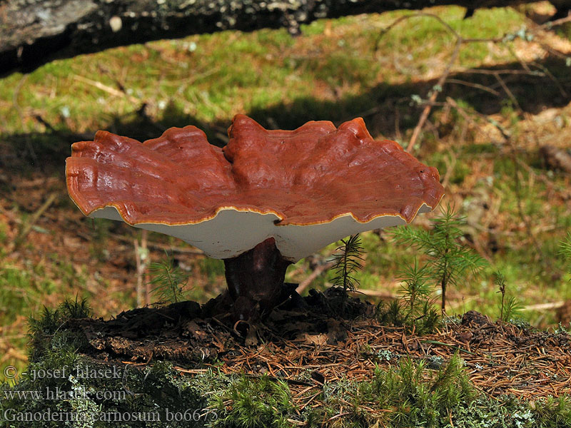 Ganoderma_carnosum_bo6675