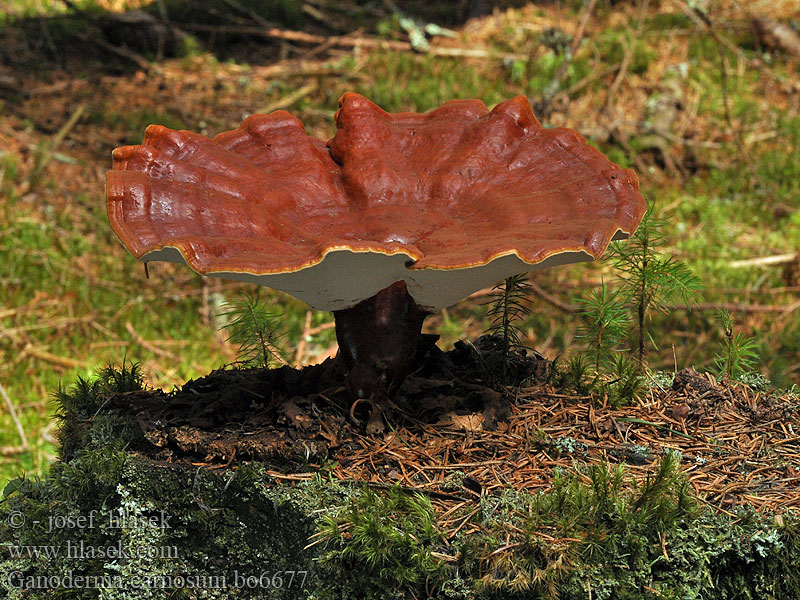 Ganoderma_carnosum_bo6677