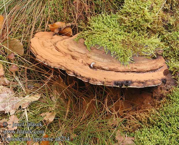 White Mottled rot Artist's Conk 树舌提取物（ 供应树舌提取物（ Flad Lakporesvamp Ganoderme aplani Platte tonderzwam （コフキサルノコシカケ） Deres tapló Flache Lackporling Flatkjuke Iască Văcălie fag Трутовик плоский Lesklokôrovka plochá Sploščena pološčenka Platticka Platt-ticka Ganoderma applanatum lipsiense Lesklokorka ploská Lakownica spłaszczona