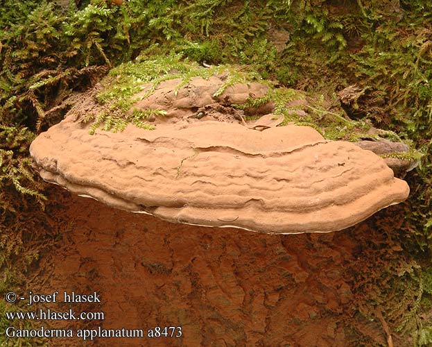 Ganoderma lipsiense a8473