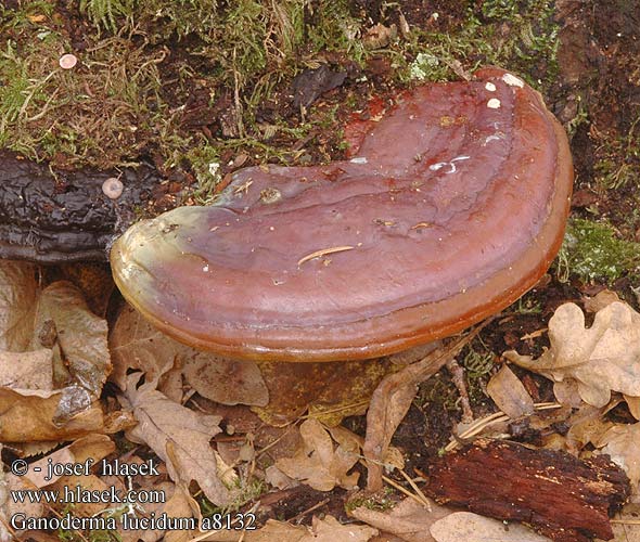 Ganoderma lucidum Reishi Ling zhi Skinnende lakporesvamp lakkakääpä Polypore Ganoderme luisant Gesteelde lakzwam Pecsétviaszgomba Glänzender Lackporling lakownica lśniąca Lesklokôrovka obyčajná lesklokorka lesklá Lackticka Polyporus polychromus Lakk-kjuke Lakkremle Лакированный трутовик