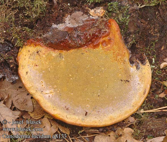 Gesteelde lakzwam Pecsétviaszgomba Glänzender Lackporling lakownica lśniąca Lesklokôrovka obyčajná lesklokorka lesklá Lackticka Polyporus polychromus Lakk-kjuke Lakkremle Лакированный трутовик Ganoderma lucidum Reishi Ling zhi Skinnende lakporesvamp lakkakääpä Polypore Ganoderme luisant