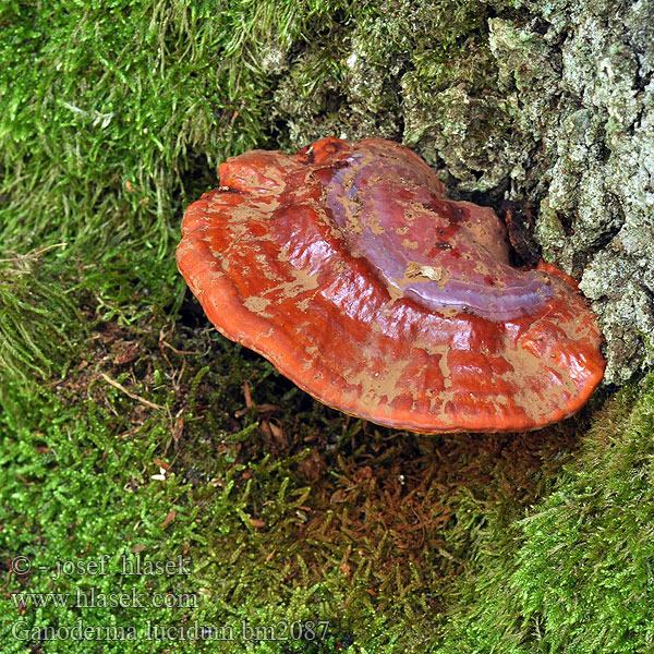 Lakownica lśniąca Lesklokôrovka obyčajná lesklokorka lesklá Lackticka Polyporus polychromus Lakk-kjuke Lakkremle Лакированный трутовик Ganoderma lucidum Reishi Ling zhi Skinnende lakporesvamp lakkakääpä Polypore Ganoderme luisant