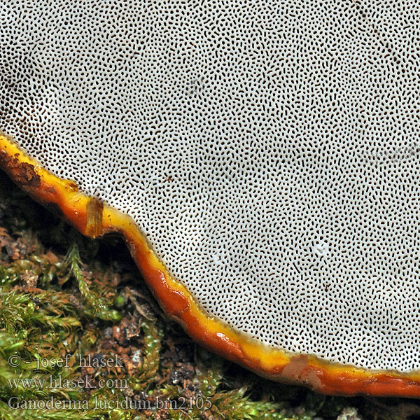 Lesklokorka lesklá Lackticka Polyporus polychromus Lakk-kjuke Lakkremle Лакированный трутовик Ganoderma lucidum Reishi Ling zhi Skinnende lakporesvamp lakkakääpä Polypore Ganoderme luisant