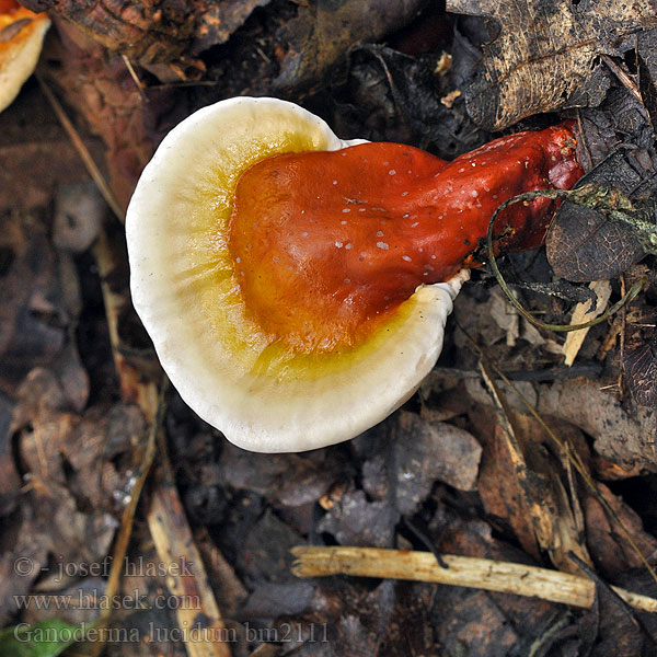 Polyporus polychromus Lakk-kjuke Lakkremle Лакированный трутовик Ganoderma lucidum Reishi Ling zhi Skinnende lakporesvamp lakkakääpä Polypore Ganoderme luisant