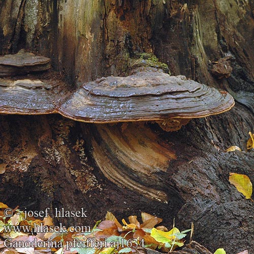 Ganoderma pfeifferi Lesklokorka Pfeifferova Bakrenasta pološčenka Beeswax Bracket Coppery Lacquer Lesklokôrovka Pfeifferova Waslakzwam Lakporesvamp Kupferrote Lackporling Lakownica czerwonawa Трутовик Пфейфера SE: Hartsticka