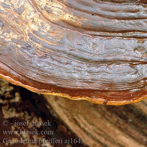 Ganoderma pfeifferi aj1643