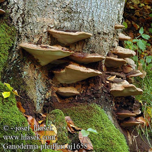 Ganoderma pfeifferi aj1658