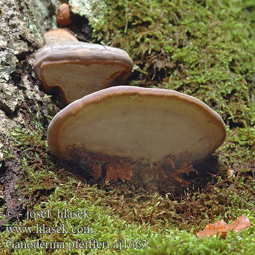 Ganoderma pfeifferi aj1663