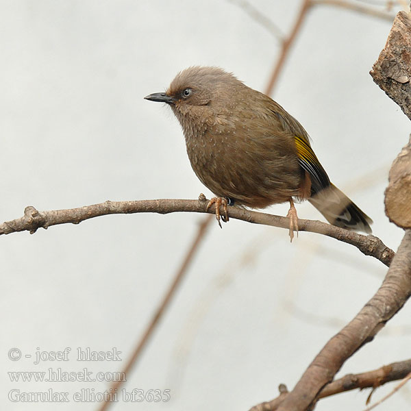 Garrulax elliotii Elliot's Laughingthrush Sojkovec středočínský Elliothäherling 橙翅噪 眉鳥  橙翅噪鹛 Charlatán Elliot Garrulaxe Garrulo schiamazzante  Elliot カキハガビチョウ Elliot-lijstergaai Sójkowiec górski Sichuanlattertrost Gråhovedet Skadedrossel Keltasiipitimali Timáliovec horský Gulvingad fnittertrast