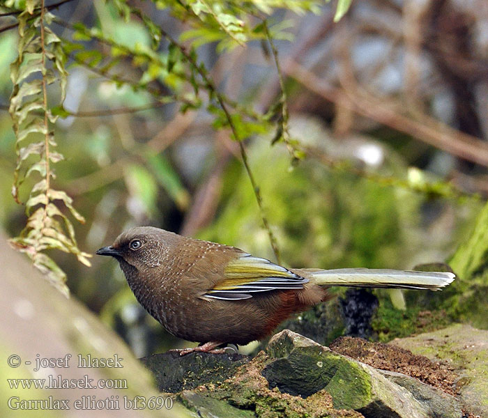 Elliothäherling 橙翅噪 眉鳥  橙翅噪鹛 Charlatán Elliot Garrulaxe Garrulo schiamazzante  Elliot カキハガビチョウ Elliot-lijstergaai Sójkowiec górski Sichuanlattertrost Gråhovedet Skadedrossel Keltasiipitimali Timáliovec horský Gulvingad fnittertrast Garrulax elliotii Elliot's Laughingthrush Sojkovec středočínský