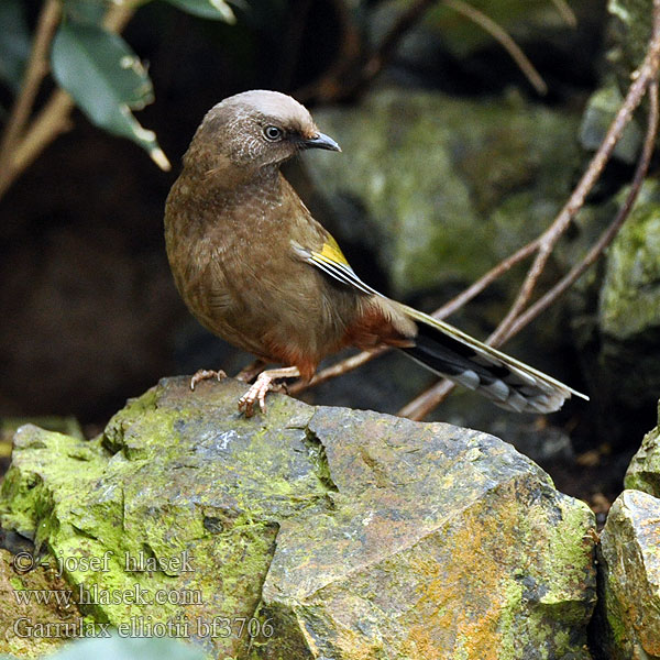 Sójkowiec górski Sichuanlattertrost Gråhovedet Skadedrossel Keltasiipitimali Timáliovec horský Gulvingad fnittertrast Garrulax elliotii Elliot's Laughingthrush Sojkovec středočínský Elliothäherling 橙翅噪 眉鳥  橙翅噪鹛 Charlatán Elliot Garrulaxe Garrulo schiamazzante Elliot カキハガビチョウ Elliot-lijstergaai