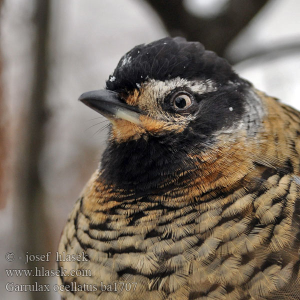 Garrulax ocellatus Sojkovec kropenatý Waldhäherling Spotted Laughingthrush 眼纹噪鹛 Sójkowiec wielki Pletskadedrossel Charlatán Ocelado Täplänaurutimali Garrulaxe ocellé Garrulo schiamazzante ocellato シロボシガビチョウ Bonte Lijstergaai Plettlattertrost Timáliovec okavý Pärlfnittertrast