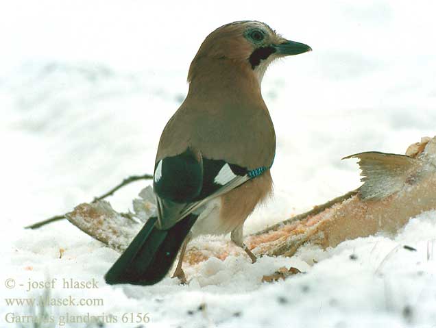 Garrulus glandarius 6156