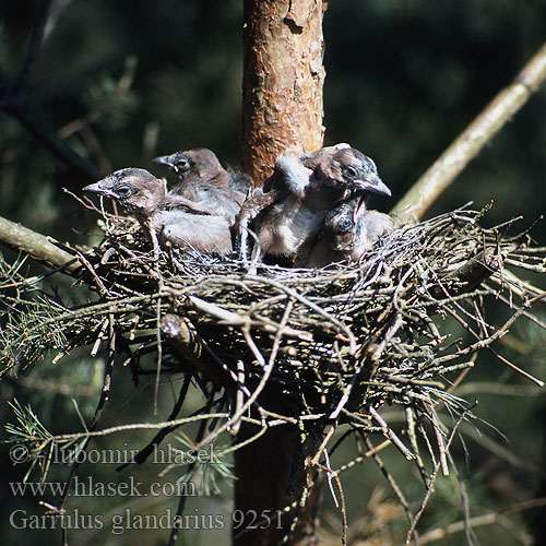 Garrulus glandarius 9251