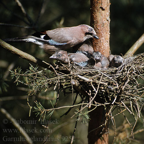 Garrulus glandarius 9252