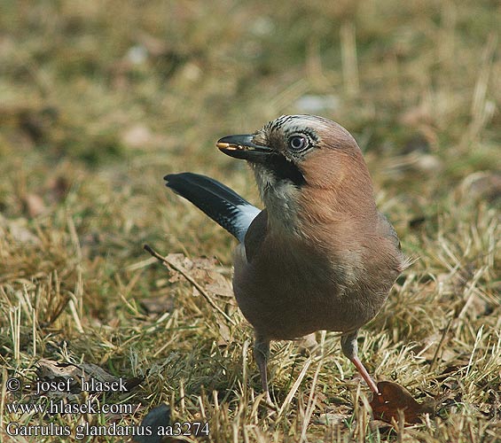 Garrulus glandarius aa3274