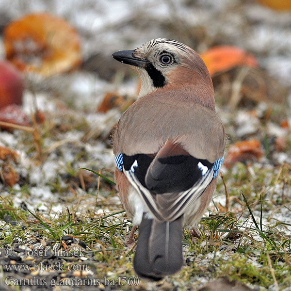 Garrulus glandarius ba4560