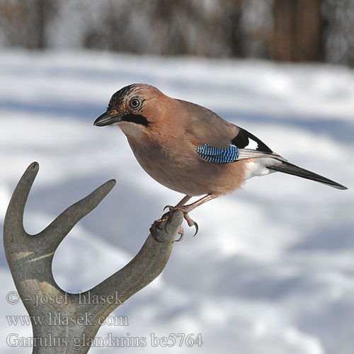 Garrulus glandarius be5764