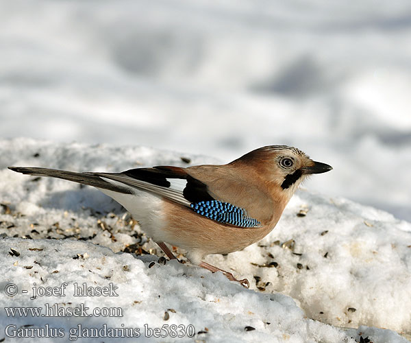 Garrulus glandarius be5830