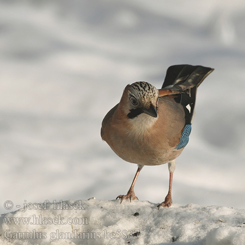 Garrulus glandarius be5837