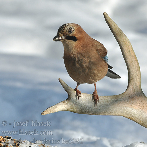 Garrulus glandarius be5882