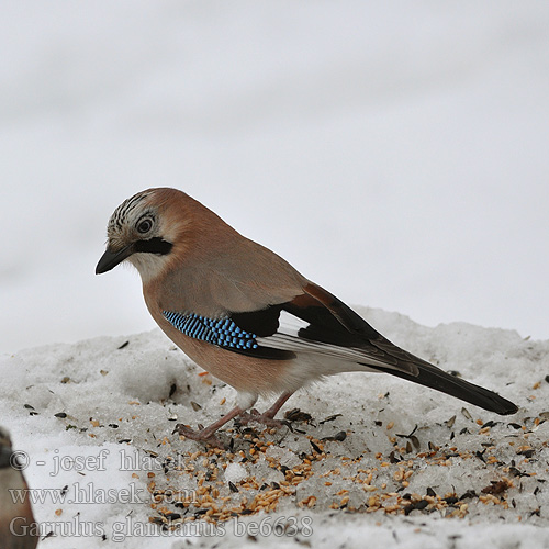 Garrulus glandarius be6638