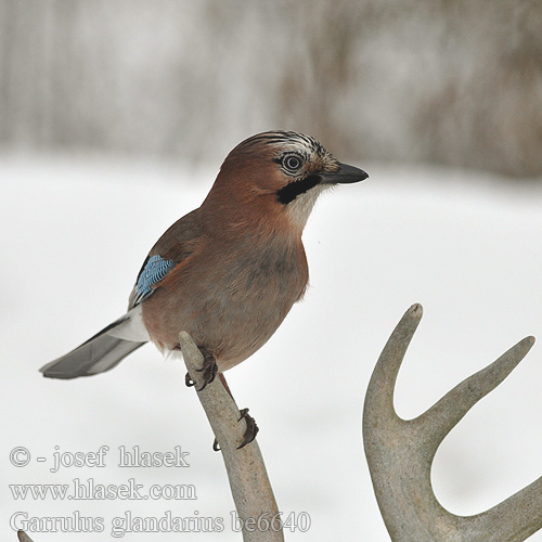 Garrulus glandarius be6640