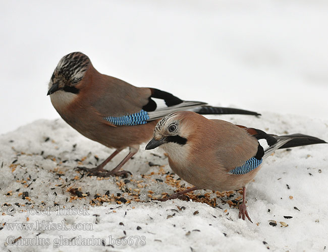 Garrulus glandarius be6678