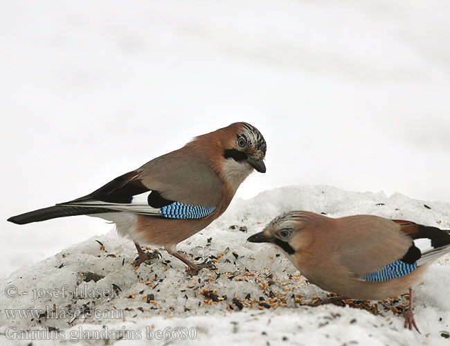 Garrulus glandarius be6680